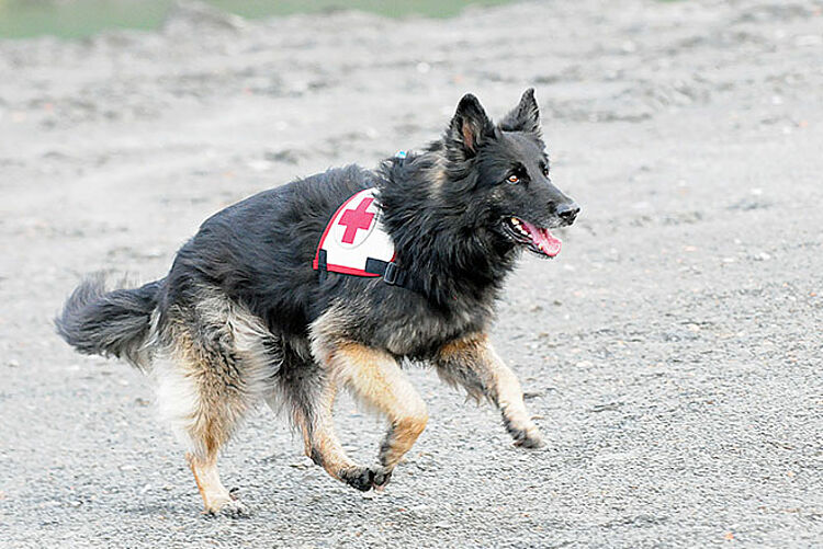 Flächensuche DRK Rettungshund